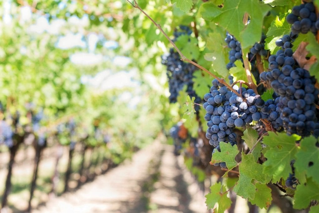 La Vendemmia